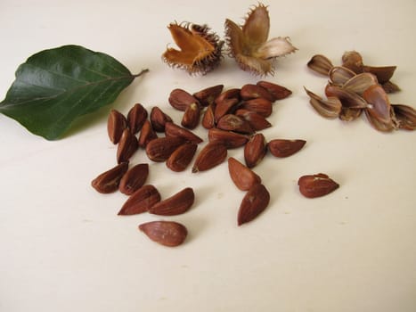 Shelled beechnuts from the European beech on a wooden board
