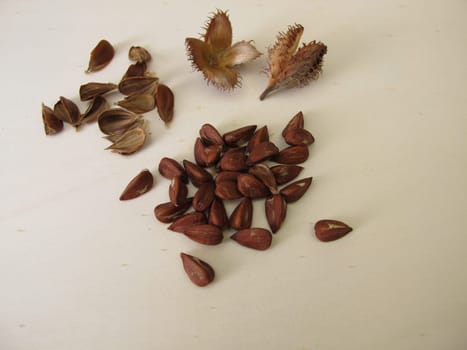 Shelled beechnuts from the European beech on a wooden board