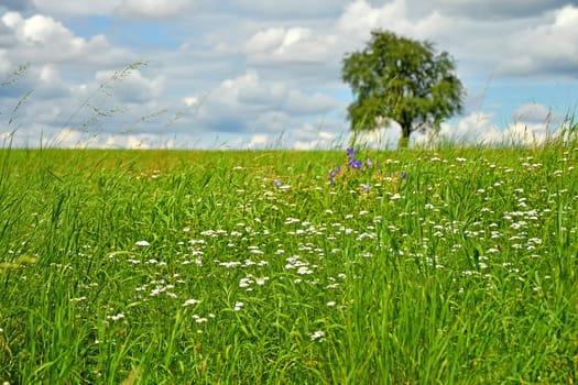 green meadow with single pear tree