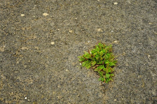 street with growing plants out of the concrete