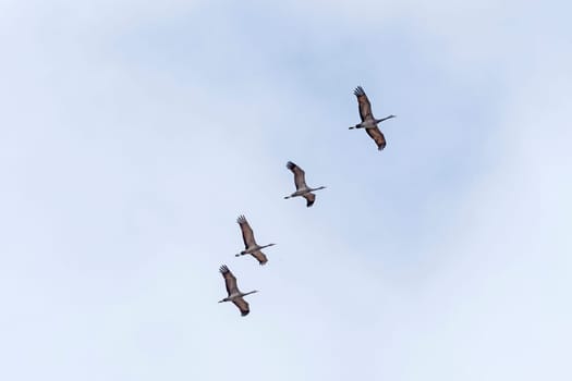 A Flight of Sandhill Cranes Passing Overhead near the Platte River by Kearney, Nebraska