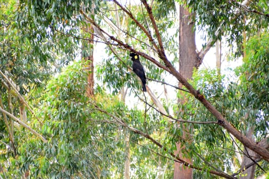 Yellow-tailed black cockatoo in a tree