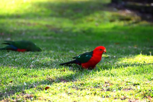 A male King Parrot on grass