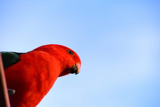Male King Parrot on a Roof