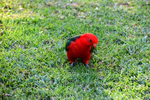 A male King Parrot on grass