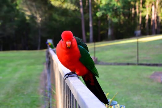 Male King Parrot on a Fence