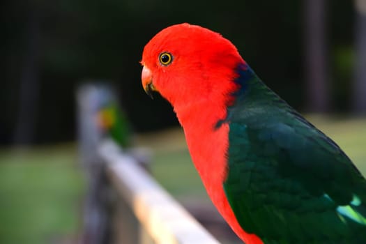 Male King Parrot on a Fence