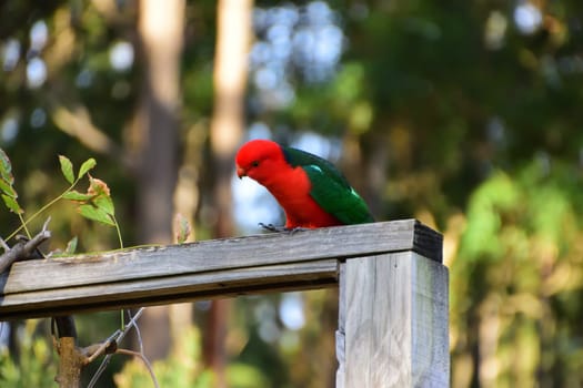 Male King Parrot on a Fence