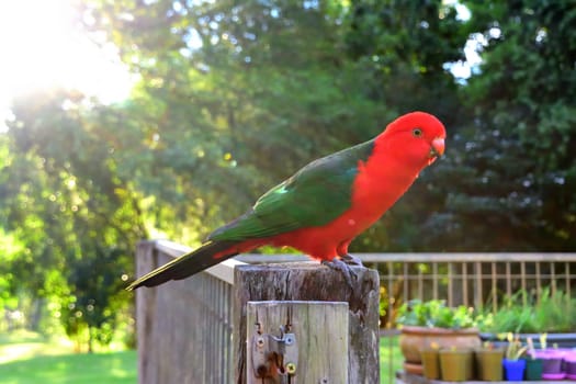Male King Parrot on a Fence