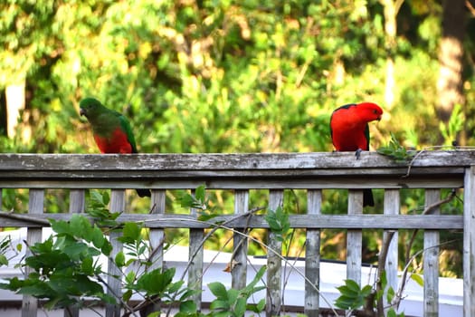 Male King Parrot on a Fence