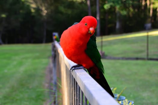 Male King Parrot on a Fence