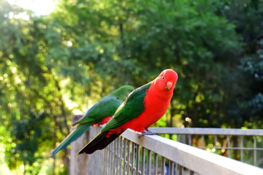 Male King Parrot on a Fence