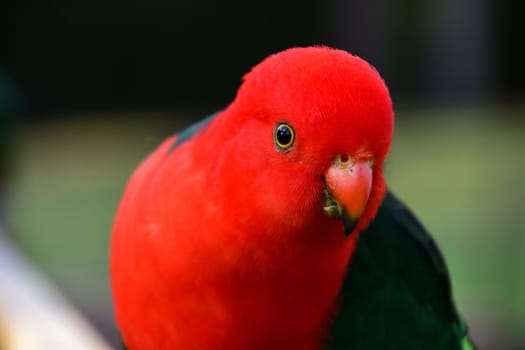 Male King Parrot on a Fence