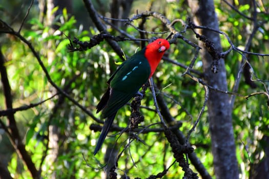 Male King Parrot in a tree