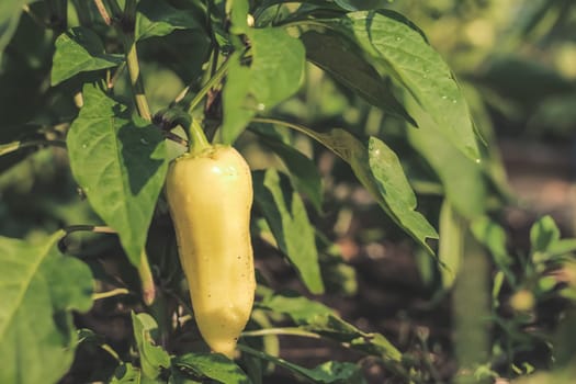 Close-up young bell peppers growing on a bush in the garden. Bulgarian or sweet pepper plants. Shallow depth of field