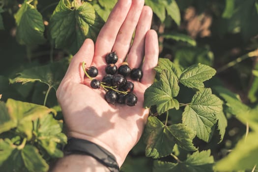 Black currant berries in hand and bush in garden