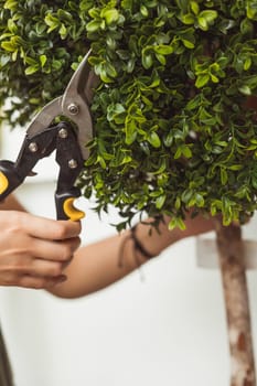 Hands are cut bush with clippers.