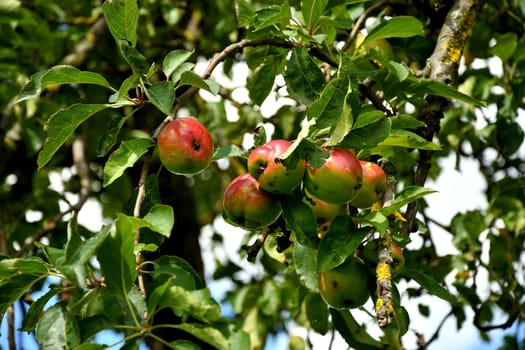 apples on a tree in summertime
