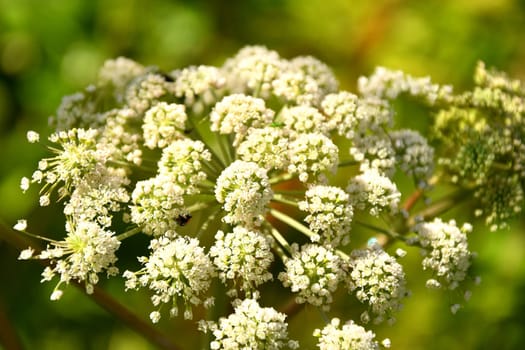 Angelica, medicinal herb with flower