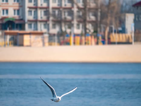 A seagull bird flies over the water. Dnepr River. Animal world. Background image. Zoology. Place for text.