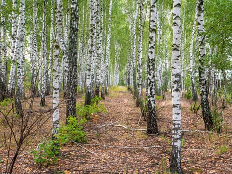 A row of white birch trees in a grove. Landscape photo. Admire the view. Background image. Natural background. Landscape vit. Trees and plants. Seasons of the year.
