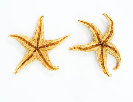 Starfish or sea star on white background