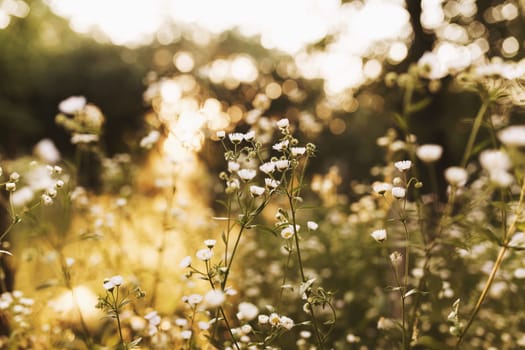 Blurred chamomile or camomile flowers on the yellow sunset in sun rays. High quality photo
