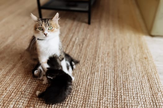 Tricolor mother female cat laying on the floor with kittens and nursing them. Mom cat with small baby cats. Concept of pets carrying