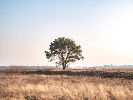 Lonely standing pine tree in the field. Agriculture. Natural landscape. Background image.