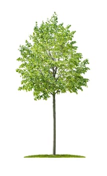 Isolated lime tree on a white background