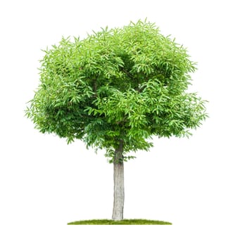 Isolated chestnut tree on a white background