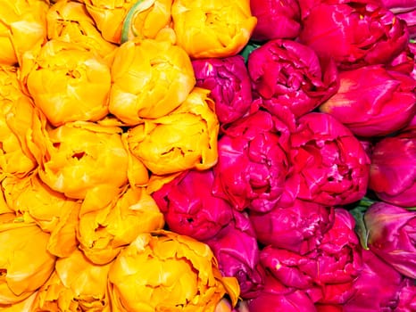 Festive bouquet of yellow and pink tulips. Background image. Mothers Day. St. Valentine's Day. Birthday. Place for text.