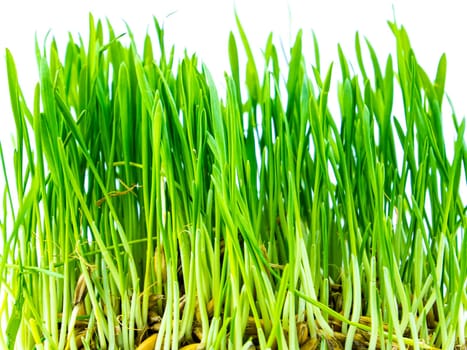 Spring green shoots of winter crops on a white background. Earth Day. Farming. Place for text.