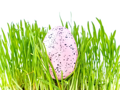 Colored easter egg in green grass on a white background. Easter. Religion. The culture. Place for text. Background image.