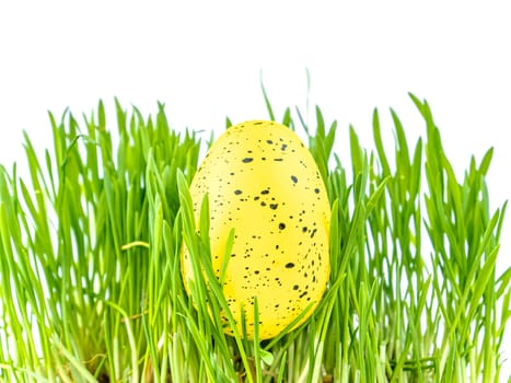 Colored easter egg in green grass on a white background. Easter. Religion. The culture. Place for text. Background image.