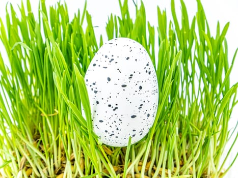 Colored easter egg in green grass on a white background. Easter. Religion. The culture. Place for text. Background image.