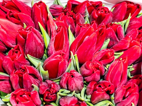 Festive bouquet of flowers of red tulips for Mother's Day. Mothers Day. Valentine's Day. Birthday. Bridal bouquet. Gift. Place for text. Background image.