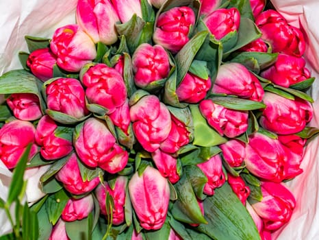 Festive bouquet of flowers of red tulips for Mother's Day. Mothers Day. Valentine's Day. Birthday. Bridal bouquet. Gift. Place for text. Background image.