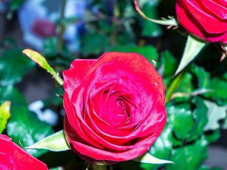 Festive bouquet of garden flowers of a red rose. Mothers Day. Birthday. Bridal bouquet. Day of Remembrance. International Women's Day. Place for text. Background image. Advertising. Gift.