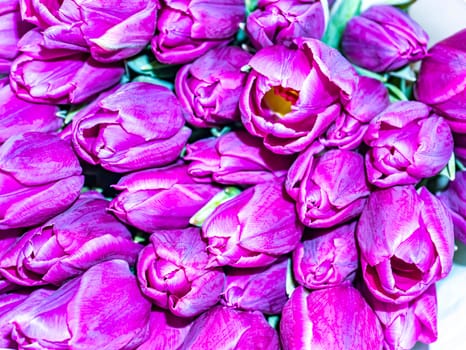 Festive bouquet of flowers of lilac and white tulips for Mother's Day. Mothers Day. Valentine's Day. Birthday. Bridal bouquet. Gift. Place for text. Background image.