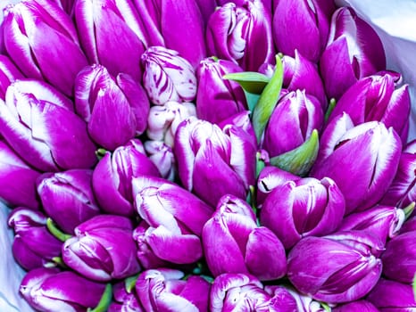Festive bouquet of flowers of lilac and white tulips for Mother's Day. Mothers Day. Valentine's Day. Birthday. Bridal bouquet. Gift. Place for text. Background image.