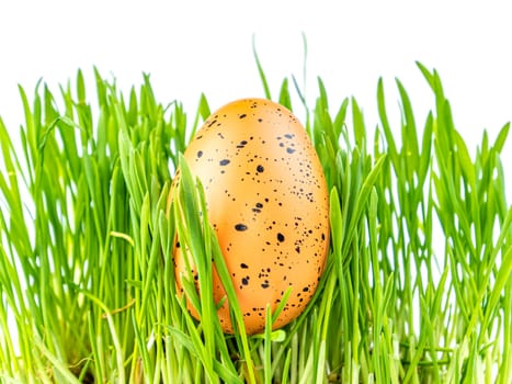 Colored easter egg in green grass on a white background. Easter. Religion. The culture. Place for text. Background image.