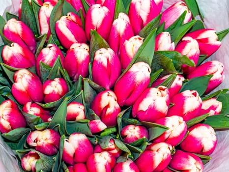 Festive bouquet of flowers of red and white tulips for Mother's Day. Mothers Day. Valentine's Day. Birthday. Bridal bouquet. Gift. Place for text. Background image.