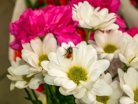 Insect bumblebee on a white chamomile flower. Mothers Day. Birthday. Bridal bouquet. Valentine's Day. Place for text.