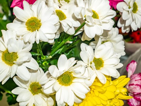 Festive bouquet of white decorative daisy flowers. Mothers Day. Birthday. Bridal bouquet. Valentine's Day. Place for text.