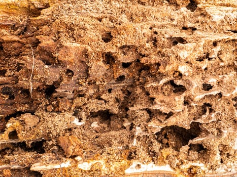 Texture of rotten wood eaten by insects. Background image place for text. Wood processing industry. Deforestation.