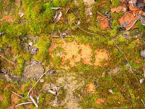 Green moss overgrown on a brick wall. Vegetation. Place for text. Background image. Poster.