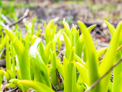 Spring green shoots of field plants under the sun. Earth Day. Place for text.
