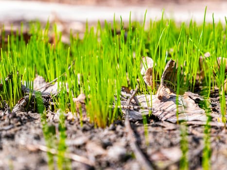Spring green shoots of field plants under the sun. Earth Day. Place for text.