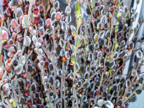 Bouquet of branches of a blossoming willow tree in spring. Holiday. Easter. Place for text. Background image.